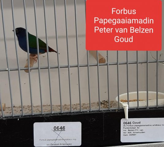 peter van belzen-2